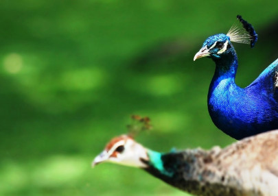 policemen suspended as cat devours pm s peacock policemen suspended as cat devours pm s peacock