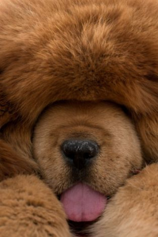 a tibetan mastiff dog is displayed for sale at a mastiff show in baoding hebei province south of beijing on march 9 2013 photo afp a tibetan mastiff dog is displayed for sale at a mastiff show in baoding hebei province south of beijing on march 9 2013 photo afp