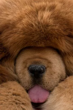 a tibetan mastiff dog is displayed for sale at a mastiff show in baoding hebei province south of beijing on march 9 2013 photo afp a tibetan mastiff dog is displayed for sale at a mastiff show in baoding hebei province south of beijing on march 9 2013 photo afp