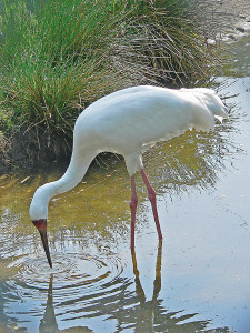 call of the wild siberian cranes fly over wana only to become fair game call of the wild siberian cranes fly over wana only to become fair game