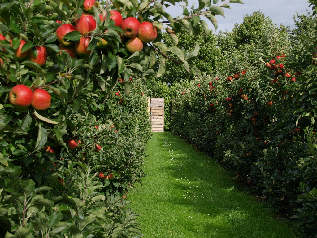 file photo of an orchard photo file