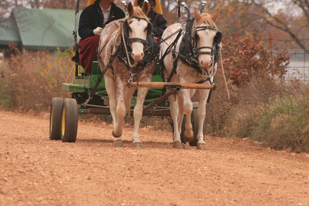 as many as 25 horse buggies will move with the parades photo file