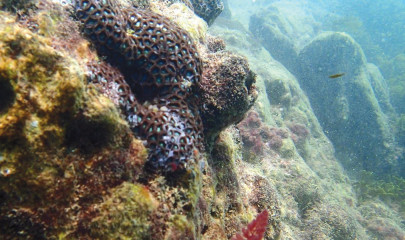 saving the planet to remove debris underwater wwf p cleans up kaio island