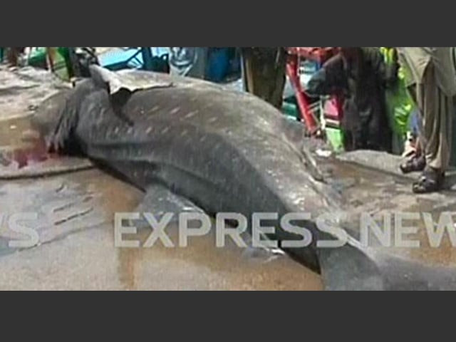 express news screengrab of the whale shark found in karachi express news screengrab of the whale shark found in karachi