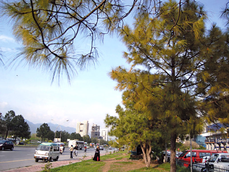 the trees that define the capital will be mowed down if the proposed violations are approved photo muhammad javaid express