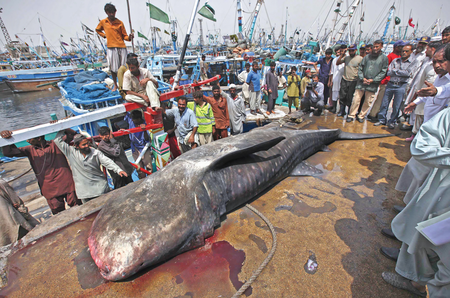 residents gather around a whale shark after it was brought to karachi s fish harbour after it was enmeshed by a shrimp trawler in balochistan photo reuters
