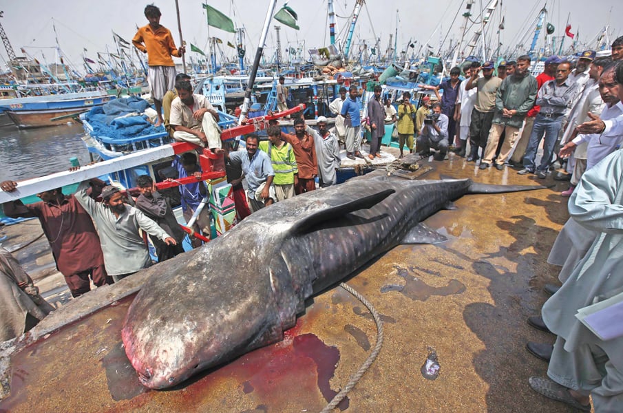 residents gather around a whale shark after it was brought to karachi s fish harbour after it was enmeshed by a shrimp trawler in balochistan photo reuters