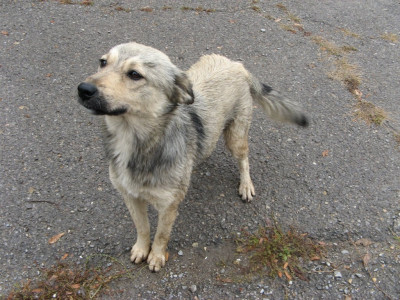 all is not well in k p animals treated like humans