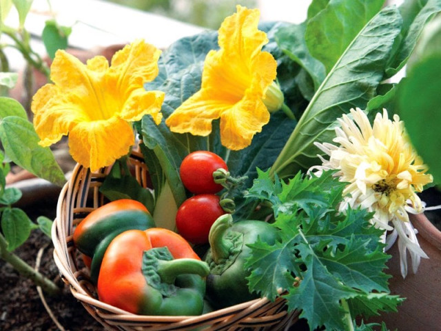 with the arrival of spring there are a number of fruits and vegetables one can plant in karachi photo zahra ali
