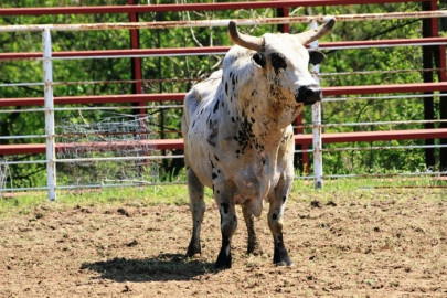 anthrax outbreak two more blue bulls die count reaches 14