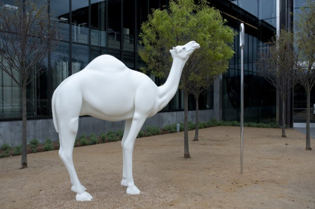 another copy of camel contemplating a needle is on display at hall wines in napa valley california photo hall vines another copy of camel contemplating a needle is on display at hall wines in napa valley california photo hall vines