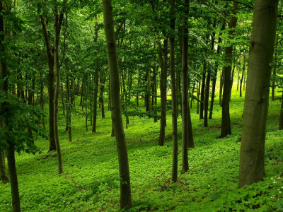 combatting deforestation joint forest committees to plant seven million trees in k p