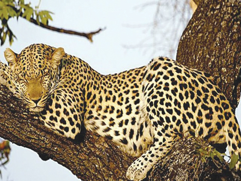 swd to register case against killers of indian leopard