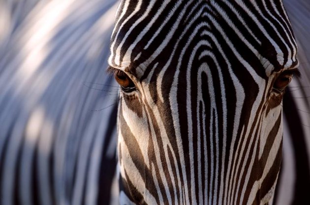 a grevy zebra in its pen at the zoo of mulhouse eastern france on september 23 2013 photo afp