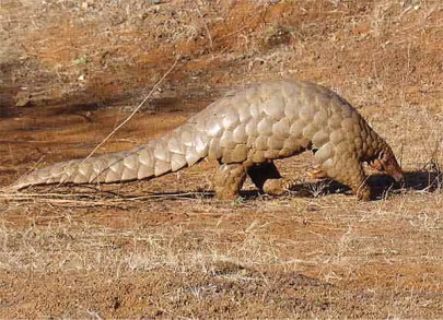 pangolin scaling death