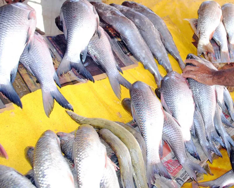 317m were pakistan s seafood exports for last year and thailand was the second biggest export market for pakistan after vietnam photo online file 317m were pakistan s seafood exports for last year and thailand was the second biggest export market for pakistan after vietnam photo online file
