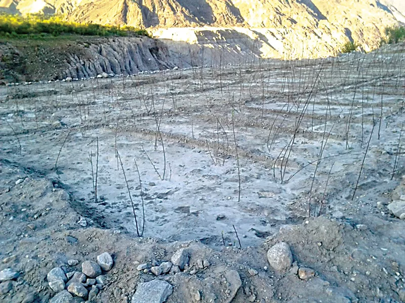 the plantation drive continues unchecked in areas from chilas to raikote bridge photo shabbir mir express the plantation drive continues unchecked in areas from chilas to raikote bridge photo shabbir mir express