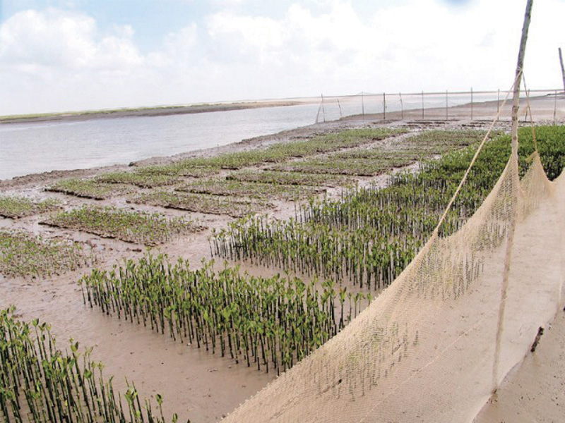 the mangroves were planned to be planted over 3 350 hectares of land on two sites in thatta district and one site in badin photo file