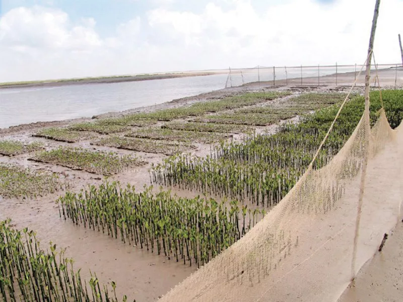 the mangroves were planned to be planted over 3 350 hectares of land on two sites in thatta district and one site in badin photo file the mangroves were planned to be planted over 3 350 hectares of land on two sites in thatta district and one site in badin photo file