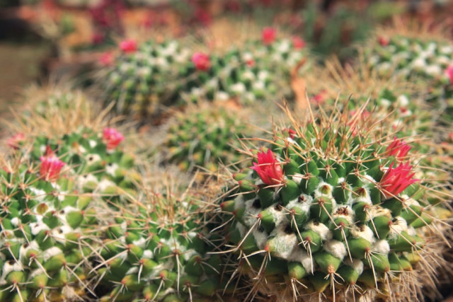 cacti provide gardens an eccentric beauty photo zahra ali cacti provide gardens an eccentric beauty photo zahra ali