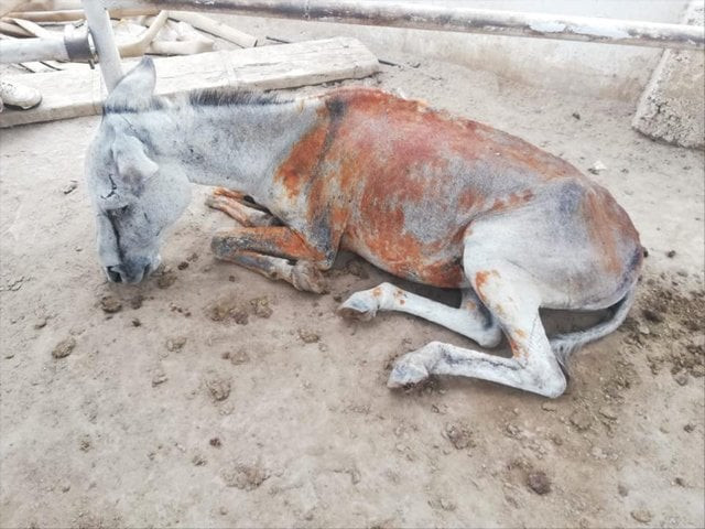 donkeys cry on the inside and their distress is hidden unless you really learn to recognise it photo facebook acf animal rescue donkeys cry on the inside and their distress is hidden unless you really learn to recognise it photo facebook acf animal rescue
