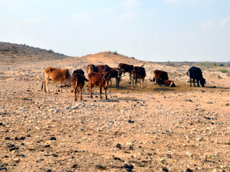 the primary form of sustenance for the kohistan dwellers is livestock herding their source of livelihood is under threat due to shortage of water and fodder