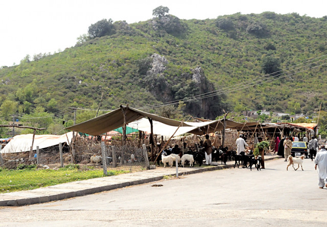 the illegal livestock market has also created environmental problems photo waseem nazir express the illegal livestock market has also created environmental problems photo waseem nazir express