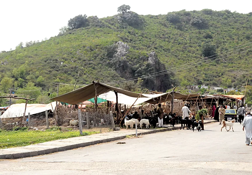 the illegal livestock market has also created environmental problems photo waseem nazir express the illegal livestock market has also created environmental problems photo waseem nazir express