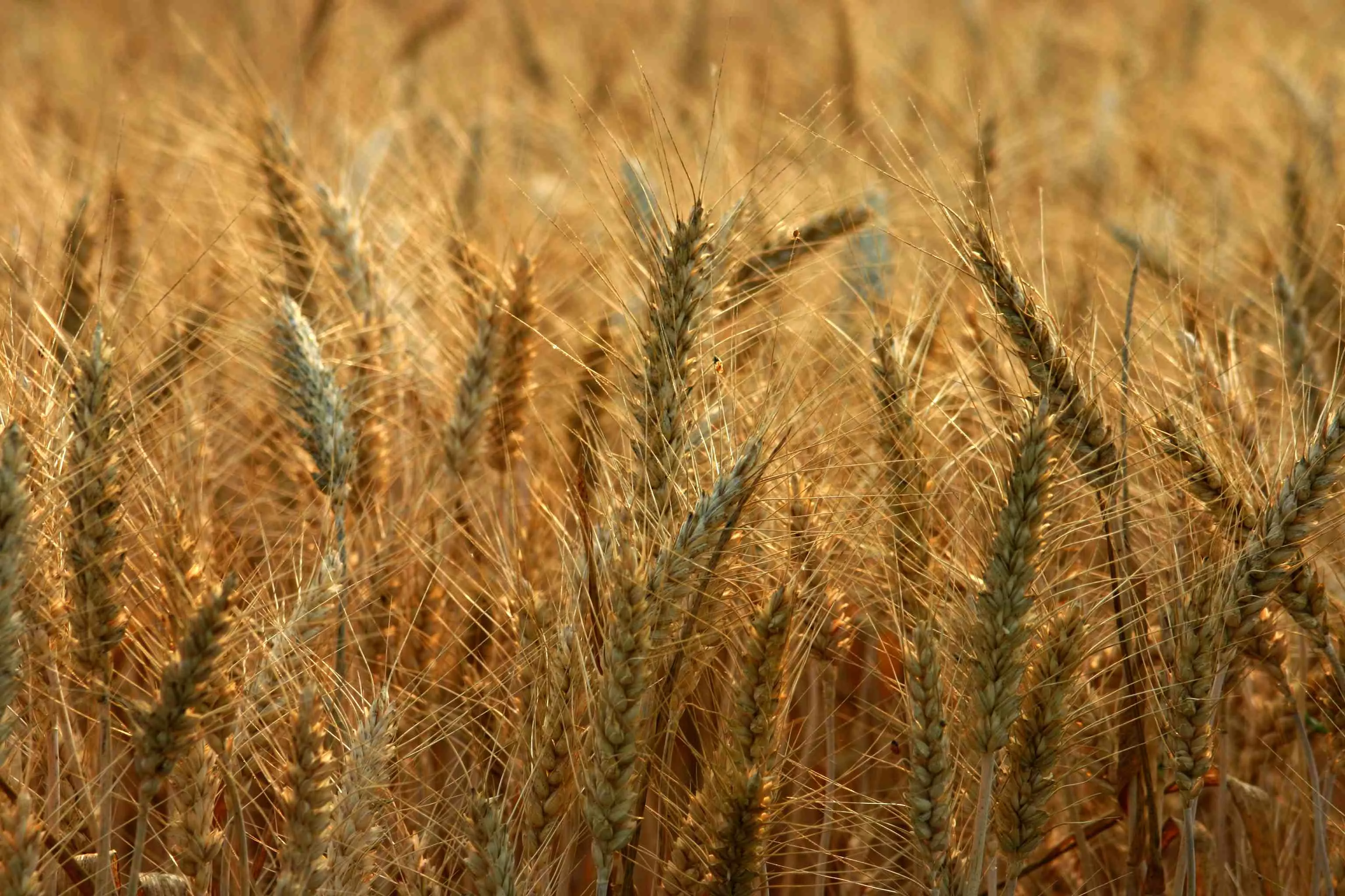 either the prices of wheat will fall or the govt will photo file either the prices of wheat will fall or the govt will photo file