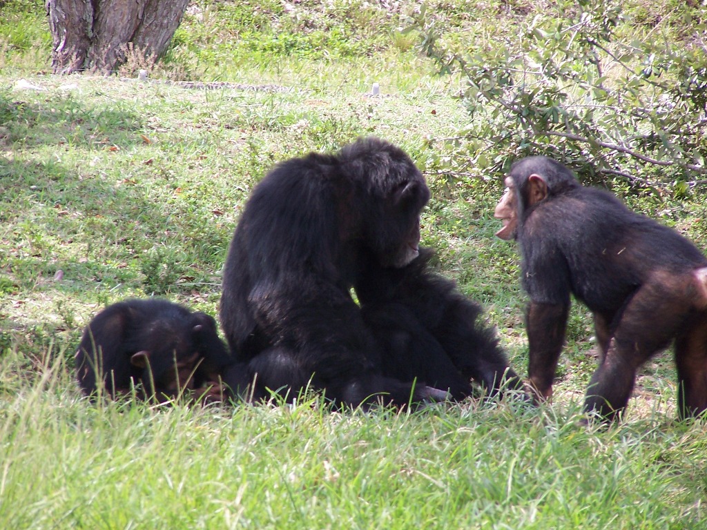 chimps are so much stronger than humans zoo director randy wisthoff says adding that they are also very smart photo file