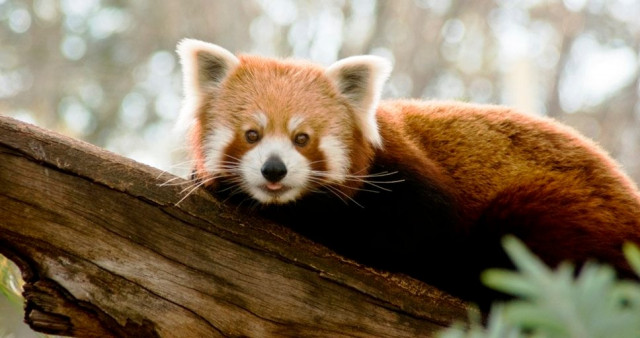 poll officials in the darjeeling have adopted red panda as the mascot to create awareness on voting responsibilities photo file poll officials in the darjeeling have adopted red panda as the mascot to create awareness on voting responsibilities photo file