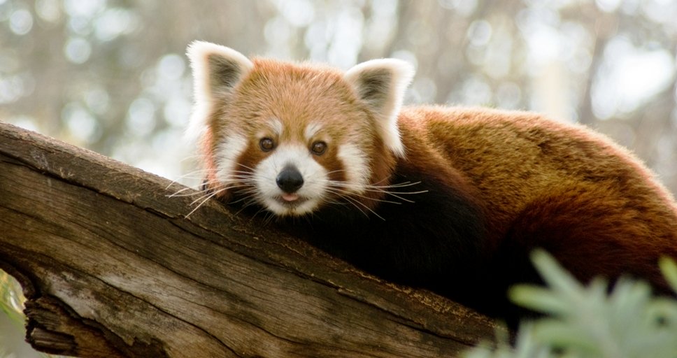 indian elections red panda eats shoots and asks you to vote
