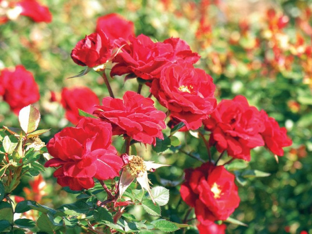 hibiscus which is also called china rose is a plant that can grow in every season photo file