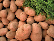 punjab aims for potato export