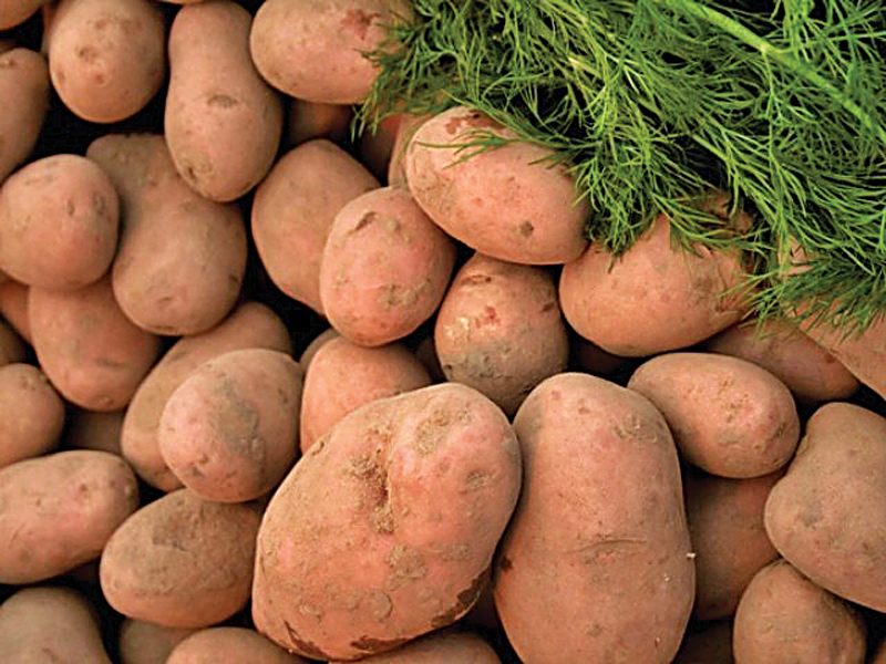 the country has a surplus of about 1 1 million tons of potato and prices are being artificially taken to higher levels by the hoarders speculators and middlemen photo file