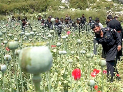 house cleaning political administration destroys poppy crops in mohmand