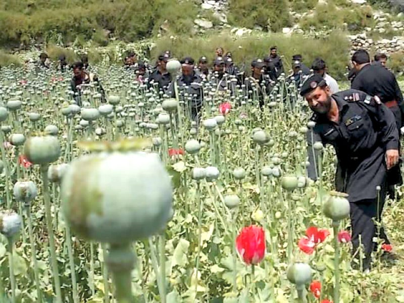 farmers claim the area lacks irrigation channels and they are thus forced to grow poppy photo express