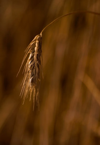 subsidy committee constituted to resolve gilgit baltistan wheat crisis