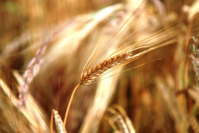 agitation over wheat prices protesters pour into gilgit as aac ultimatum ends