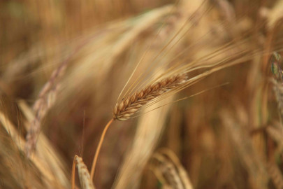 harvest time wheat movement will be monitored