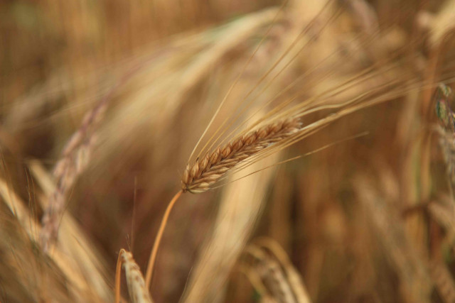 the government plans to purchase the entire wheat crop on offer in bahawalpur photo file the government plans to purchase the entire wheat crop on offer in bahawalpur photo file