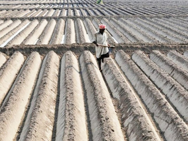 pakistan and the us have a 50 year long history of cooperation in the agricultural sector said borlaug photo file pakistan and the us have a 50 year long history of cooperation in the agricultural sector said borlaug photo file