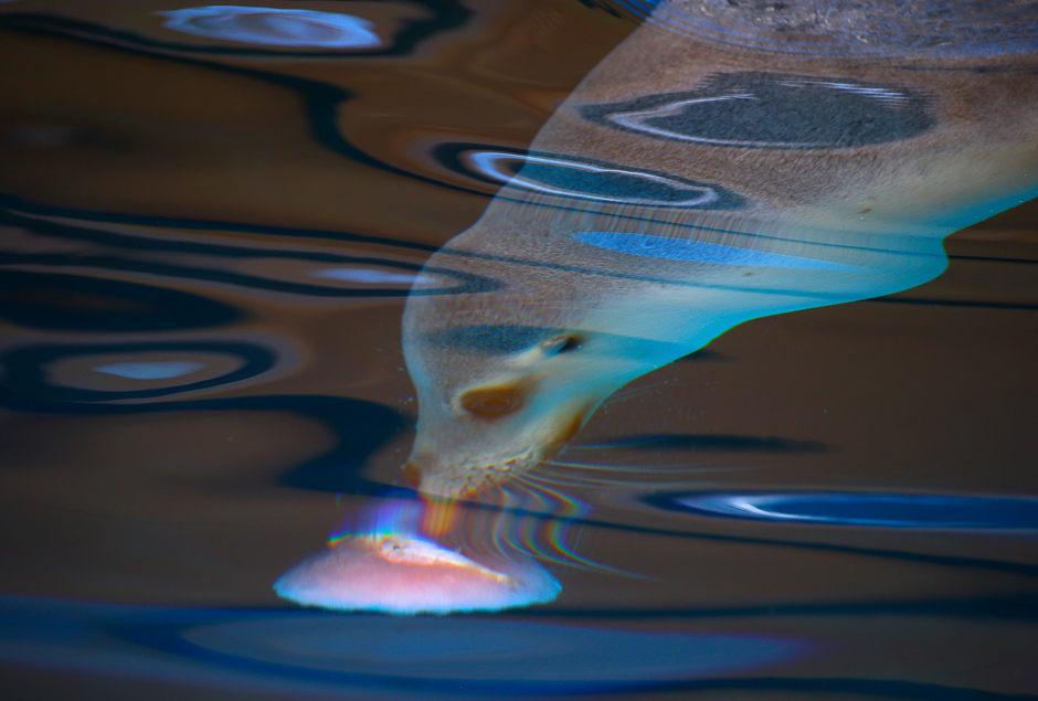 An Australia sea lion licks a frozen treat underwater that contains a fish during an annual Christmas event in which animals receive special food gifts at Sydney's Taronga Zoo in Australia. PHOTO: REUTERS