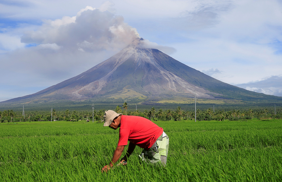 A farmer works on a rice farm while Mount Mayon volcano spews ash during a new eruption in Daraga, Albay province, Philippines. PHOTO: REUTERS