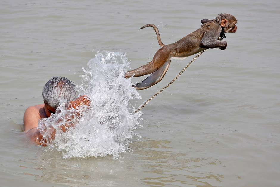 ramu a pet monkey jumps as his handler bathes in the waters of the ganges river on a hot summer day in kolkata india photo reuters