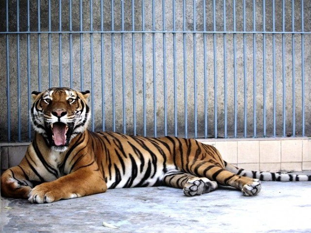 instead of aiding the tiger to recuperate as much as it can the zoo administration failed to shift it to a different facility and away from the discomforting heat reuters file