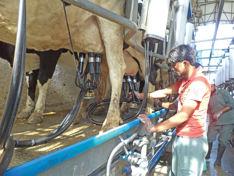 at the corporate farm the milking was done mechanically from the animal s udders to the finished product the raw milk remains unexposed to the environment courtesy the suction pumps directly connected to the chillers photo farooq baloch express