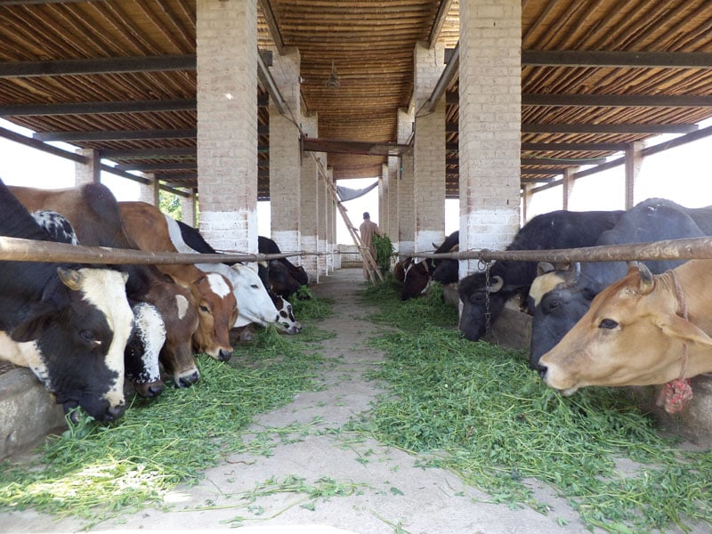 cattle being fed at a farm before they are moved for milking purposes photo express