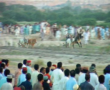 jashn e hazara bull race draws thousands on concluding day