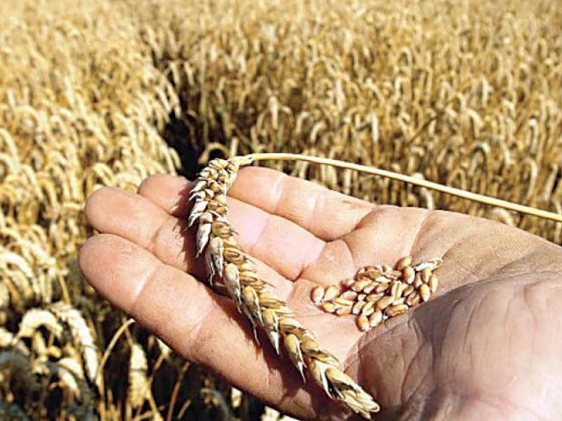 New zinc-fortified wheat set for global expansion - Vimarsana News